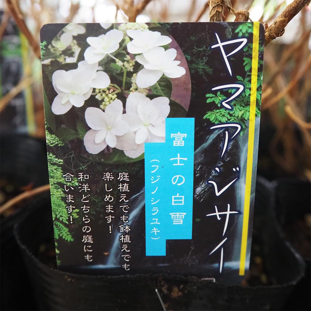 Amazon.co.jp: ITANSE 山アジサイ 富士の白雪(フジノシラユキ) 4